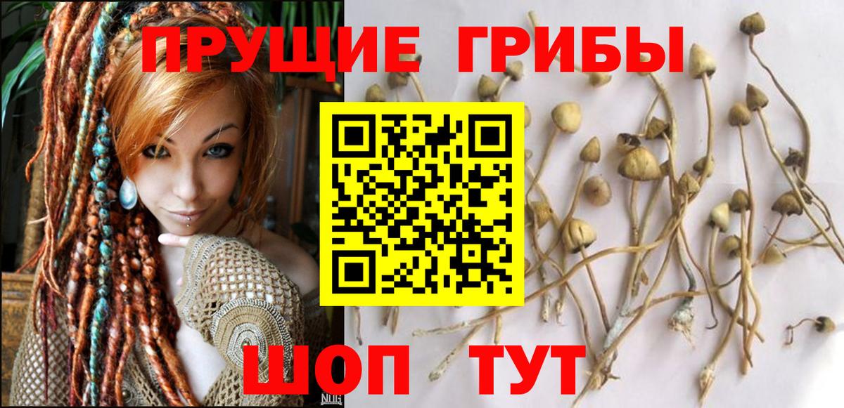 Галлюциногенные грибы Psilocybe Костомукша